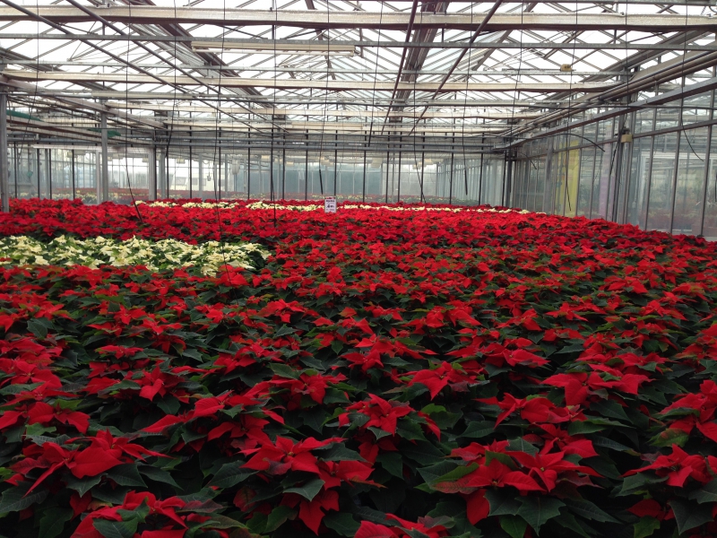 pepiniere-ARTIGUES-min_poinsettia-210023